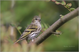 <p>ČÍŽEK LESNÍ Carduelis spinus)</p>